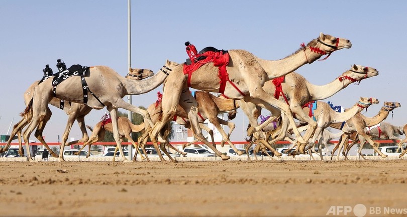 ジョッキーはロボット 白熱のラクダレース ドバイ 写真17枚 国際ニュース Afpbb News