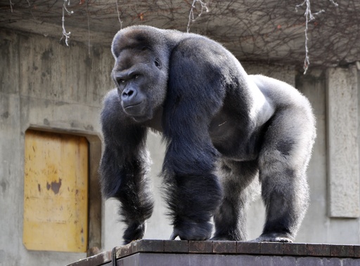 イケメン ゴリラで女性の来園増 名古屋の東山動植物園 写真4枚 国際ニュース Afpbb News