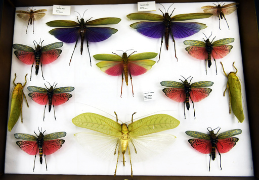 世界最大の昆虫、巨大ナナフシのふ化に初めて成功 写真8枚 国際