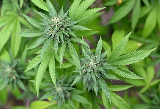 ボブ・マーリーも吸った幻の在来種大麻を現代に、ある研究者の挑戦