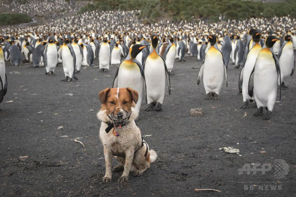 ネズミ類根絶に成功 南大西洋の英領の島で 2世紀前に侵入 写真2枚 国際ニュース Afpbb News