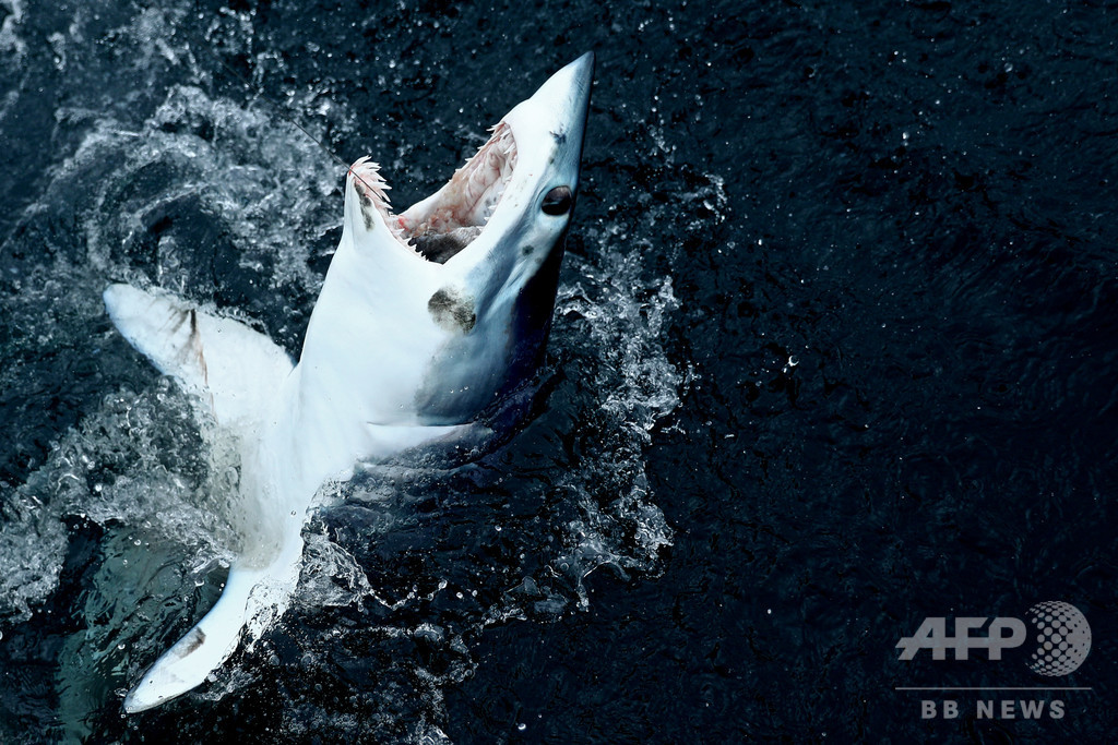 米ノースカロライナ州沖でサメ襲撃 17歳少女 左脚を切断 写真1枚 国際ニュース Afpbb News
