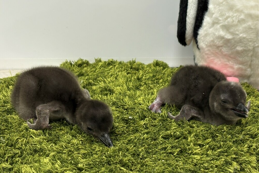 すみだ水族館】新たに2羽のきょうだいが仲間入りマゼランペンギンの