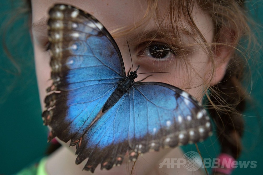 ロンドンに世界の蝶が集結 写真11枚 国際ニュース：AFPBB News