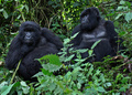 ルワンダ・サビニョ山に生息するマウンテンゴリラ（2014年12月27日撮影）。(c)Ivan Lieman / AFP