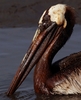 米南部沖のメキシコ湾（Gulf of Mexico）の原油流出事故で油まみれになったカッショクペリカン。米ルイジアナ（Louisiana）州East Grand Terre Islandで撮影。流出した原油はルイジアナ州沿岸部に大量に押し寄せている（2010年6月4日撮影）。(c)AFP/Getty Images/Win McNamee