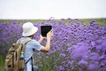 中国貴州省興仁県で、クマツヅラの写真を撮る観光客（2017年6月12日撮影）。(ｃ)CNS/劉朝富