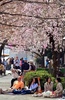 16日に桜の開花宣言が出された東京都心で春分の日の20日、多くの人々が街に出て満開に近づく桜を眺めた（2013年3月20日撮影）。(c)AFP/Yoshikazu TSUNO