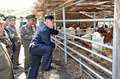 軍部隊の飼育場を視察する金正恩朝鮮労働党委員長。朝鮮中央通信配信（2013年5月21日配信、撮影日不明）。(c)AFP PHOTO / KCNA VIA KNS