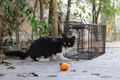 キプロスの首都ニコシアで、NGO「キャット・ポーズ・キプロス」が設置した捕獲用のわなの前に座る猫（2016年10月13日撮影）。(c)AFP/Florian CHOBLET