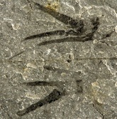 7000万年前の巨大魚化石、アルゼンチンで発見 全長6メートル超 写真1枚