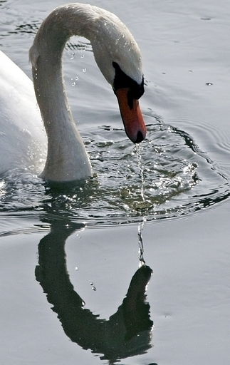 サロマ湖のハクチョウからも高病原性鳥インフルエンザ