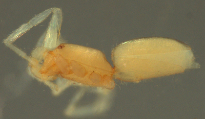 新種グモ発見、「アッテンボローのゴブリングモ」と命名