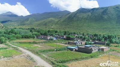 中国の索珠郷、土地資源を生かしチベット生薬栽培で増収目指す