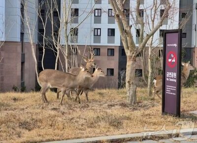 共存か安全か…「シカの群れ」に悩む韓国のある地方都市