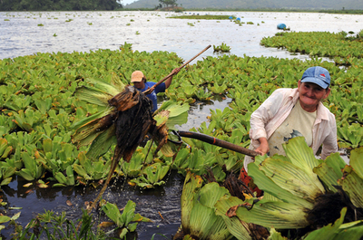 ホンジュラスの湖でウキクサの除去作業、観光地化目指す