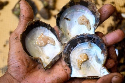 毎年恒例「真珠採り」開催 クウェート