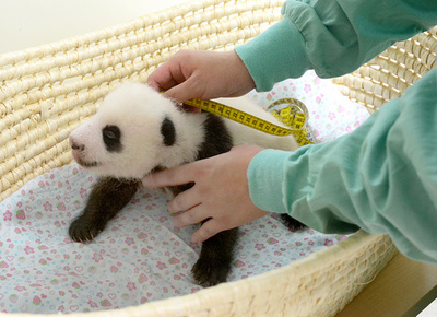 上野動物園のパンダ、生後50日迎える 表情もさらに愛らしく