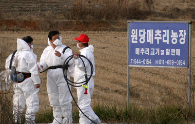 ＜鳥インフルエンザ＞収まらない感染拡大 - 韓国