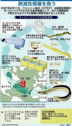 絶滅が危惧されるヨーロッパウナギ、捕獲制限で救済措置