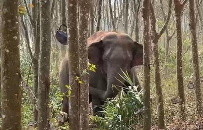 アジアゾウがアヘン2.8キロを発見 中国・雲南省