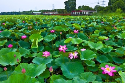 あたり一面に広がるハスの花が観光客を魅了 江蘇・太倉