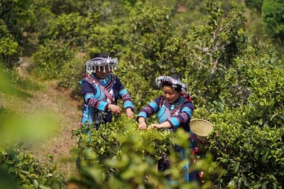 中国雲南省のプーアル茶とコーヒー、今年上半期に2772万人の観光客を魅了