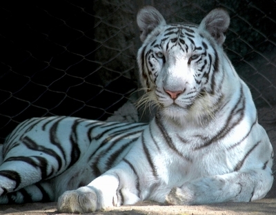 悲運のホワイトタイガー、ライオンの餌食に チェコ動物園