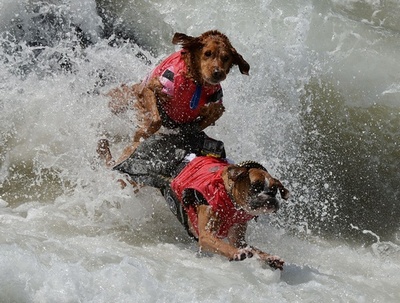 タンデム乗りも任せて！イヌのサーフィン大会、米カリフォルニア