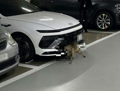 車に小型シカの死骸を挟んだまま走行…韓国「音や衝撃に気づかなかった？」