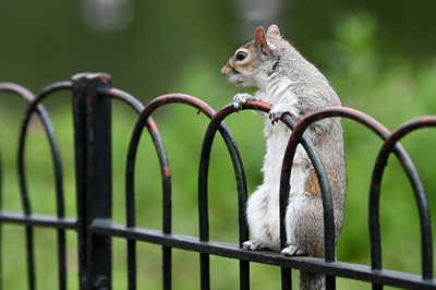 外来種のリス、増え過ぎで避妊薬 英政府が検討