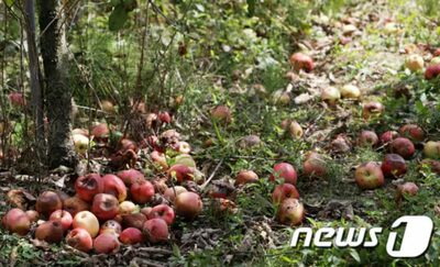 韓国でリンゴ・梨の値段引き上げた「冷害」…今後さらに激しく