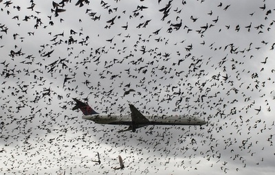 まるで映画のワンシーン、鳥の群れにかすむ旅客機