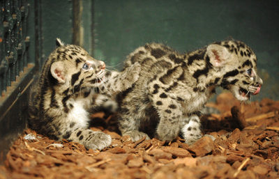 パリの動物園がウンピョウの繁殖に成功、健康に成長