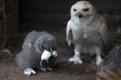 ネズミを食べるシロフクロウの親子、ドイツ