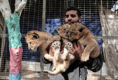 ガザの動物園、子ライオン3頭を売り出し 経済疲弊で餌代負担できず