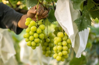 Sour grapes: Japan battles to protect premium fruits