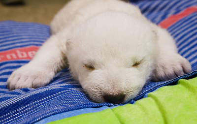 ホッキョクグマの「フロッケ」、体重3450グラムに