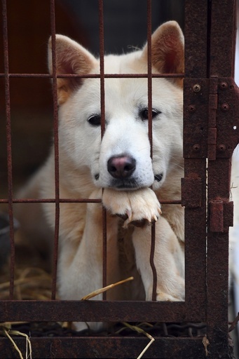 中国で今年も 犬肉祭 韓国で犬食禁止に向かうも予定通り開幕 写真8枚 国際ニュース Afpbb News