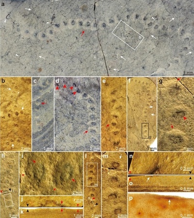 科学者が中国で約8億年前の古生物 ホロディスキアを発見