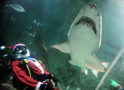 動物たちにもクリスマス・プレゼント、豪シドニーの動物園