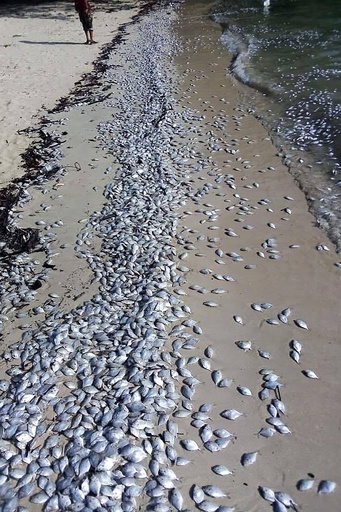 タイ南部リゾート、ビーチに大量の魚の死骸が散乱