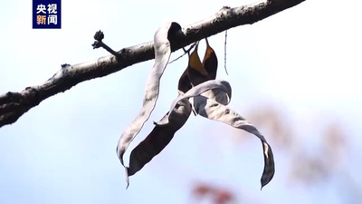 世界でわずか9株 中国の野生綿毛サイカチが成熟期に