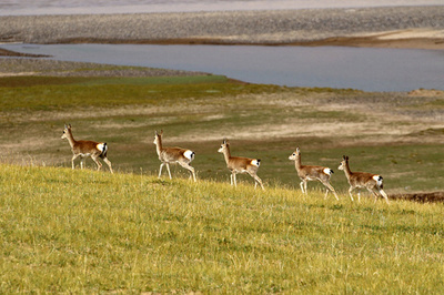 中国最大無人区・ココシリのチベットカモシカ、年に一度の大移動を開始