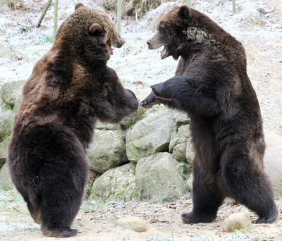 冬眠明けのヒグマたち、ドイツ動物公園