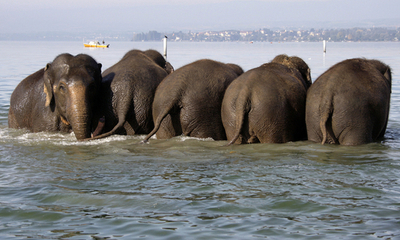 ジュネーブ湖の水浴びは楽しいゾウ!
