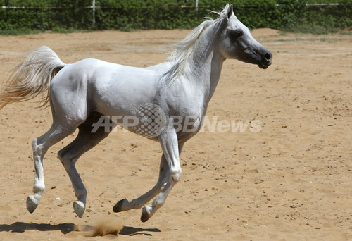 サウジのアラブ馬繁殖家にモロッコ国王から種牡馬贈呈 写真9枚 ファッション ニュースならmode Press Powered By Afpbb News