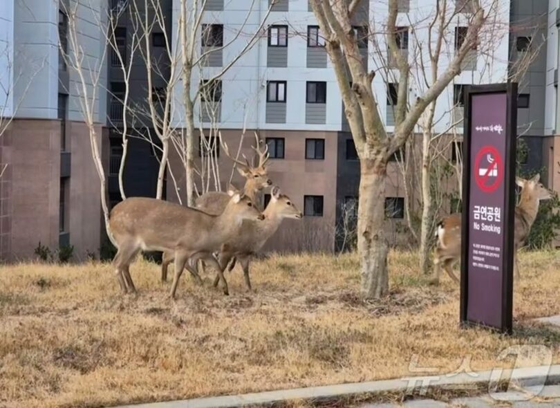 オンラインコミュニティより(c)news1