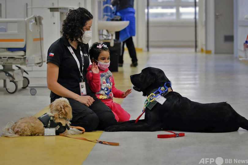 元気になってね チリの小児科病院訪ねるセラピー犬
