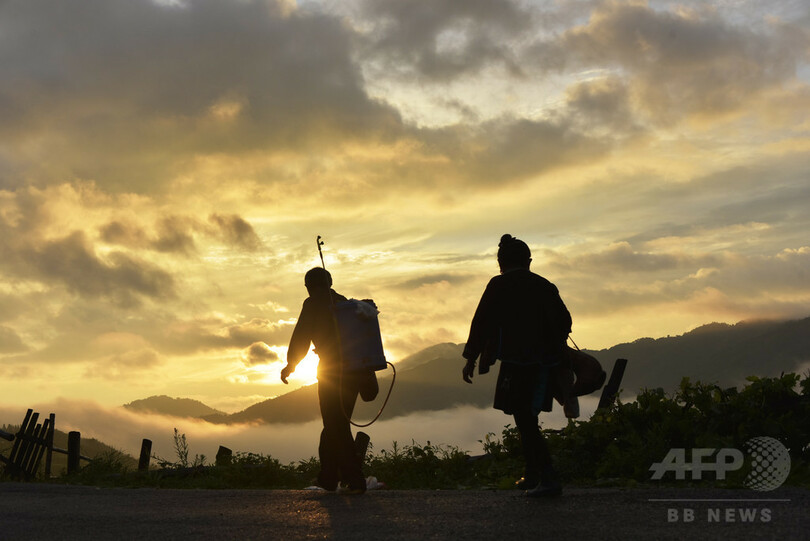 夏の棚田の農作業風景、貴州